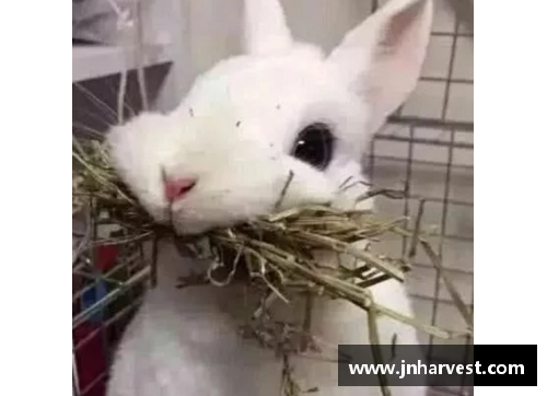 安姆兔：世界上最可爱的兔子是谁？